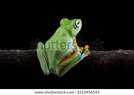 Java tree frog sitting on branch, flying frog Rhacophorus reinwardtii isolated on black