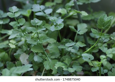 Japanese Parsley Images Stock Photos Vectors Shutterstock