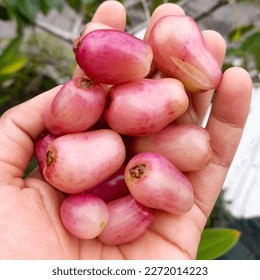 java white plum from rooftop garden 