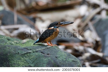  The Javan blue-banded kingfisher (Alcedo euryzona), is a species of kingfisher in the subfamily Alcedininae. It is endemic to and found throughout Java