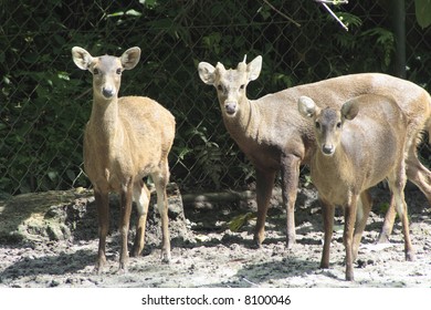 Javan Deer (cervus Timorensis) At The Malaysian National Zoo