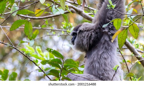 Javan Gibbon With Baby In Tree. Gibbon Eating Banana