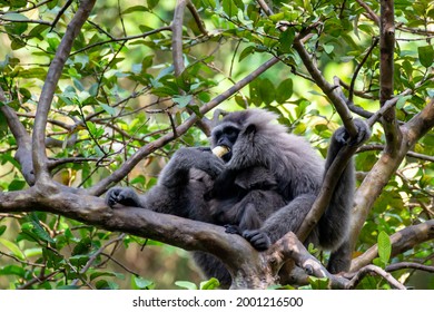 Javan Gibbon With Baby In Tree. Gibbon Eating Banana