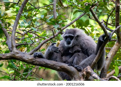 Javan Gibbon With Baby In Tree. Gibbon Eating Banana