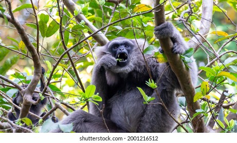 Javan Gibbon With Baby In Tree. Gibbon Eating Banana