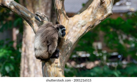 Javan Gibbon With Baby In Tree. Gibbon Eating Banana