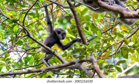 Javan Gibbon With Baby In Tree. Gibbon Eating Banana