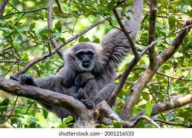 Javan Gibbon With Baby In Tree. Gibbon Eating Banana