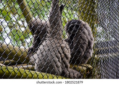 Javan Gibbon Sitting In Their Cage In Captivity.