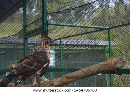 javan hawk eagle at consevation