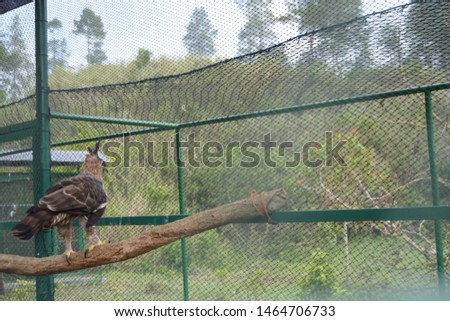 javan hawk eagle at consevation