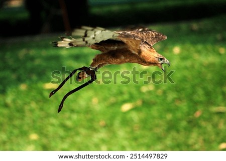 Javan Hawk Eagle or Nisaetus bartelsi. Medium-sized eagle with short, rounded wings. Juveniles have pale brown heads and underparts, shorter crests, and pale black bands on the wings and tail.