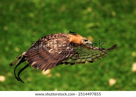 Javan Hawk Eagle or Nisaetus bartelsi. Medium-sized eagle with short, rounded wings. Juveniles have pale brown heads and underparts, shorter crests, and pale black bands on the wings and tail.