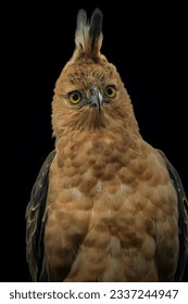 Javan hawk eagle on black back ground