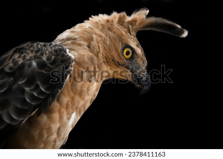 Javan Hawk-Eagle On black background