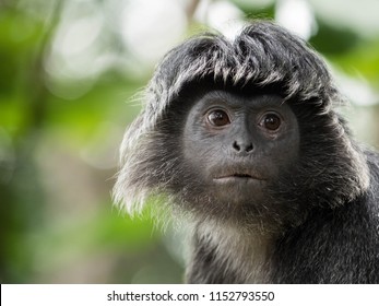 Javan Langur Monkey