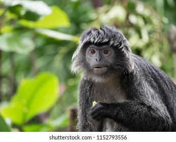 Javan Langur Monkey