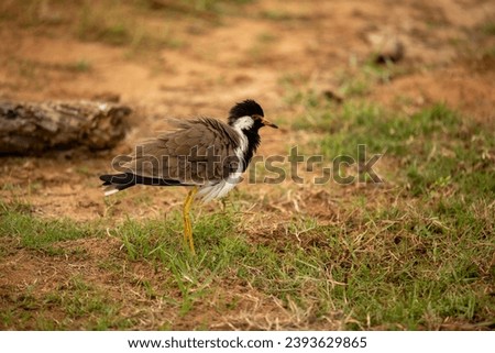 The Javan lapwing, also known as the Javan lapwing and Javanese-wattled lapwing, is a bird from the lapwing family. This large, long-legged bird lives in the swamps and river deltas of Java.