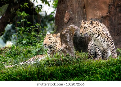 Javan Leopard, Panthera Pardus Melas