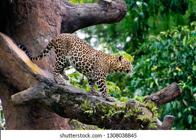 Javan Leopard, Panthera Pardus Melas