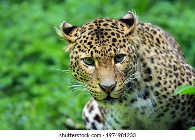 Javan Leopard (Panthera Pardus Melas); Male Portrait