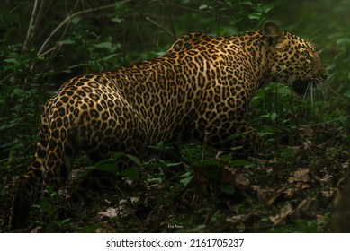 Javan Leopard (Panthera Pardus Melas) 