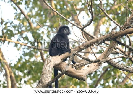 Javan Lutung, or Ebony Leaf Monkey, relatively uncommon species of langur whose population, in recent years, has been classified as by IUCN (Nijman, 2021) as 'vulnerable' to 'endangered'. 