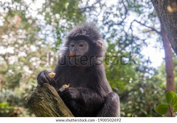 The Javan lutung (Trachypithecus\
auratus) is eating peanut,  also known as the ebony lutung and\
Javan langur, is an Old World monkey from the Colobinae\
subfamily