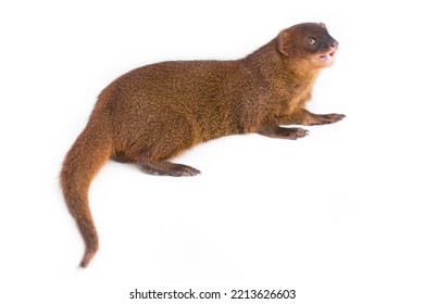 Javan Mongoose Or Small Asian Mongoose (Herpestes Javanicus) Isolated On White Background