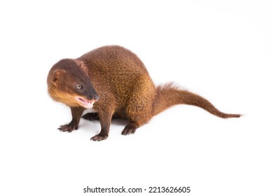 Javan Mongoose Or Small Asian Mongoose (Herpestes Javanicus) Isolated On White Background