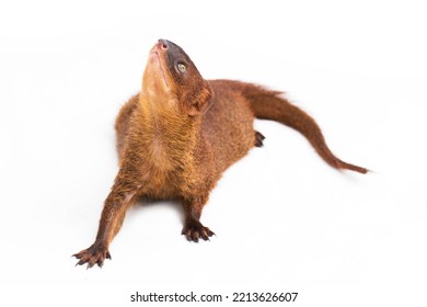 Javan Mongoose Or Small Asian Mongoose (Herpestes Javanicus) Isolated On White Background