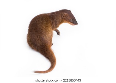 Javan Mongoose Or Small Asian Mongoose (Herpestes Javanicus) Isolated On White Background