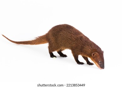 Javan Mongoose Or Small Asian Mongoose (Herpestes Javanicus) Isolated On White Background