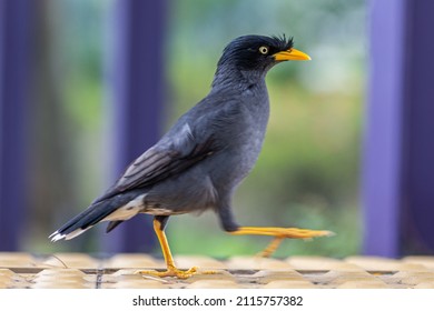 Javan Myna common but characteristic bird