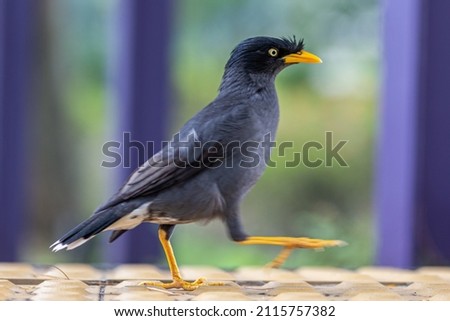 Javan Myna common but characteristic bird