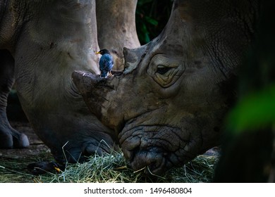 Javan Myna  On The White Rhinoceros Nose