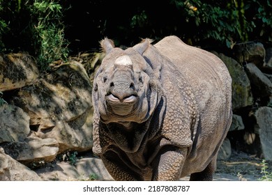 Javan Rhinoceros At The Blijdorp Zoo. Netherlands.