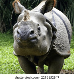 The Javan rhinoceros is a critically endangered species in Java, Indonesia, with only around 72 individuals remaining in the wild. - Shutterstock ID 2296152847