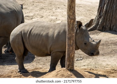 The Javan rhinoceros (Rhinoceros sondaicus),Wildlife Safari, Oregon, USA. Also known as the Sunda rhinoceros or lesser one-horned rhinoceros, is a very rare member of the family 