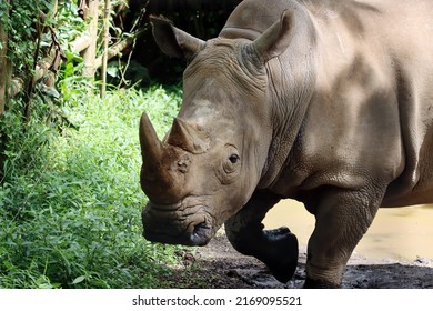 Javan rhinos are accompanying sunbathing, closeup head Javan rhinos - Shutterstock ID 2169095521