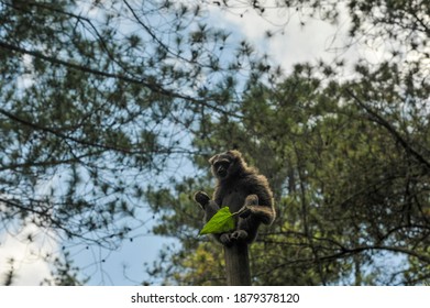 A Javan Silvery Gibbon ( Hylobates Moloch ) In The Tree