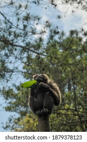 A Javan Silvery Gibbon ( Hylobates Moloch ) In The Tree