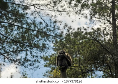 A Javan Silvery Gibbon ( Hylobates Moloch ) In The Tree