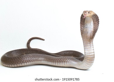 814 Spitting cobra Images, Stock Photos & Vectors | Shutterstock