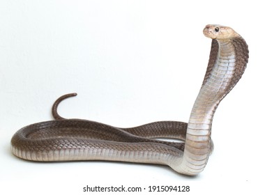 The Javan spitting cobra (Naja sputatrix) also called the southern Indonesian cobra, or Indonesian cobra. isolated on white background
