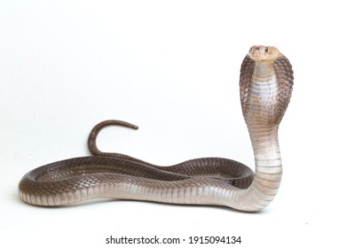 The Javan spitting cobra (Naja sputatrix) also called the southern Indonesian cobra, or Indonesian cobra. isolated on white background
				