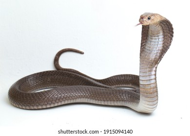 The Javan spitting cobra (Naja sputatrix) also called the southern Indonesian cobra, or Indonesian cobra. isolated on white background
				