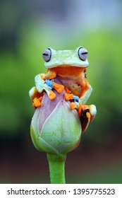 Javan Tree Frog Closeup Face On Bud, Kermit Indonesian Gliding Tree Frog On Bud