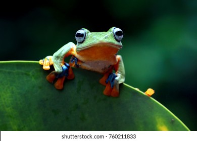 Javan Tree Frog, Flying Frog, Wallace Frog