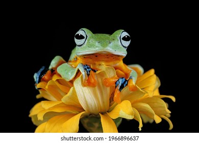 Javan tree frog front view on green moss with black background, Flying frog sitting on yellow flower, rachophorus reinwardtii closeup